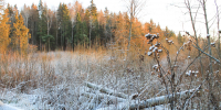 Зима «передумала»: обещанные морозы и снег в Подмосковье продлятся два дня - Regions.Ru